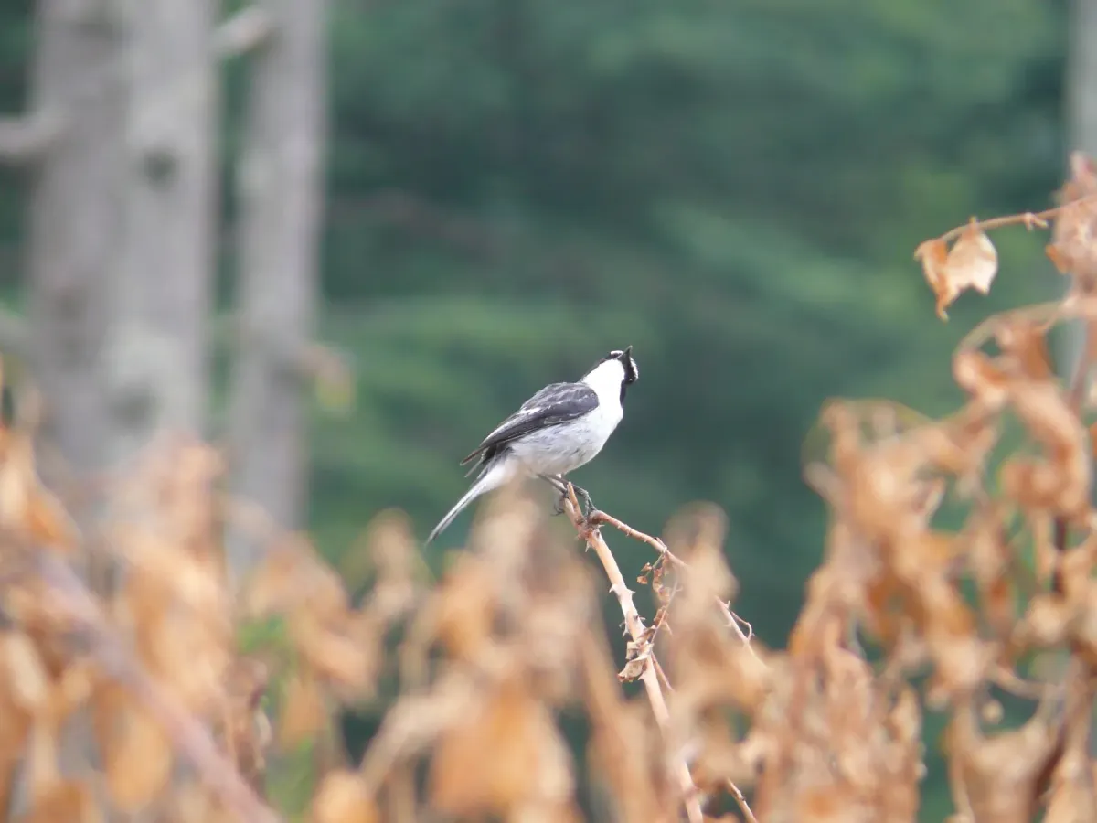 File:Grey Bushchat - Saxicola ferreus - P1040490.jpg