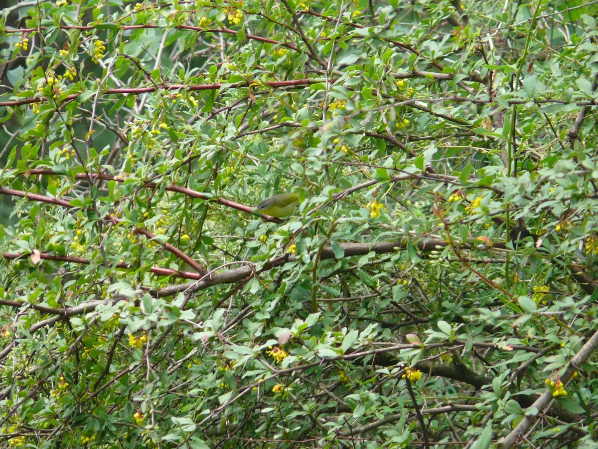 File:Grey-hooded Warbler - Phylloscopus xanthoschistos - P1040517.jpg