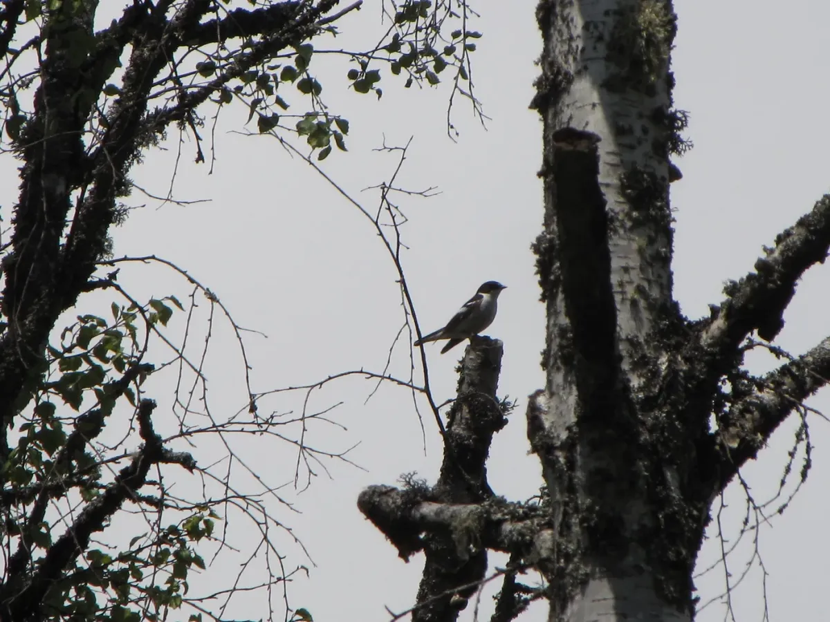 File:Ficedula semitorquata.jpg