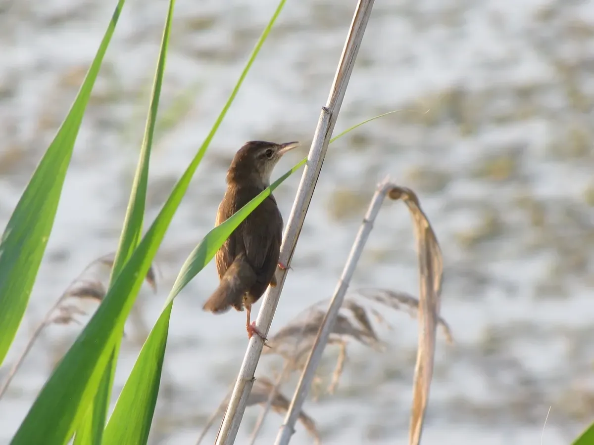 File:Locustella luscinioides 1.jpg