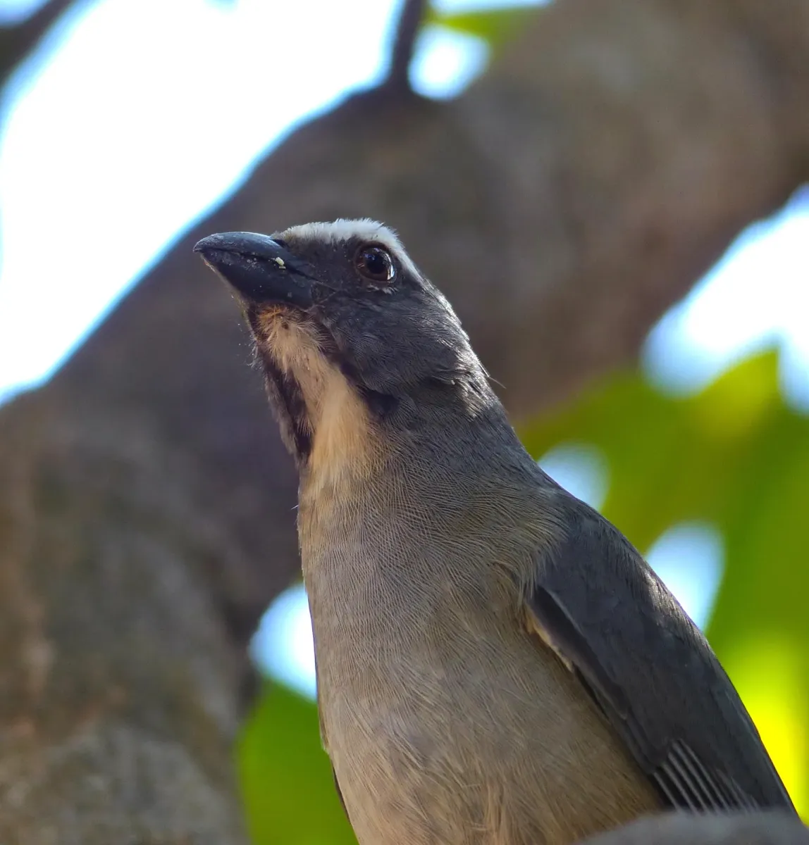File:Greyish Saltator (Saltator coerulescens) (31784495785).jpg