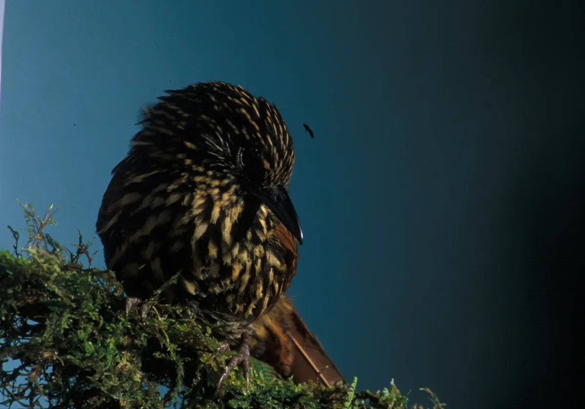 File:Thripadectes flammulatus a00212-(2).jpg