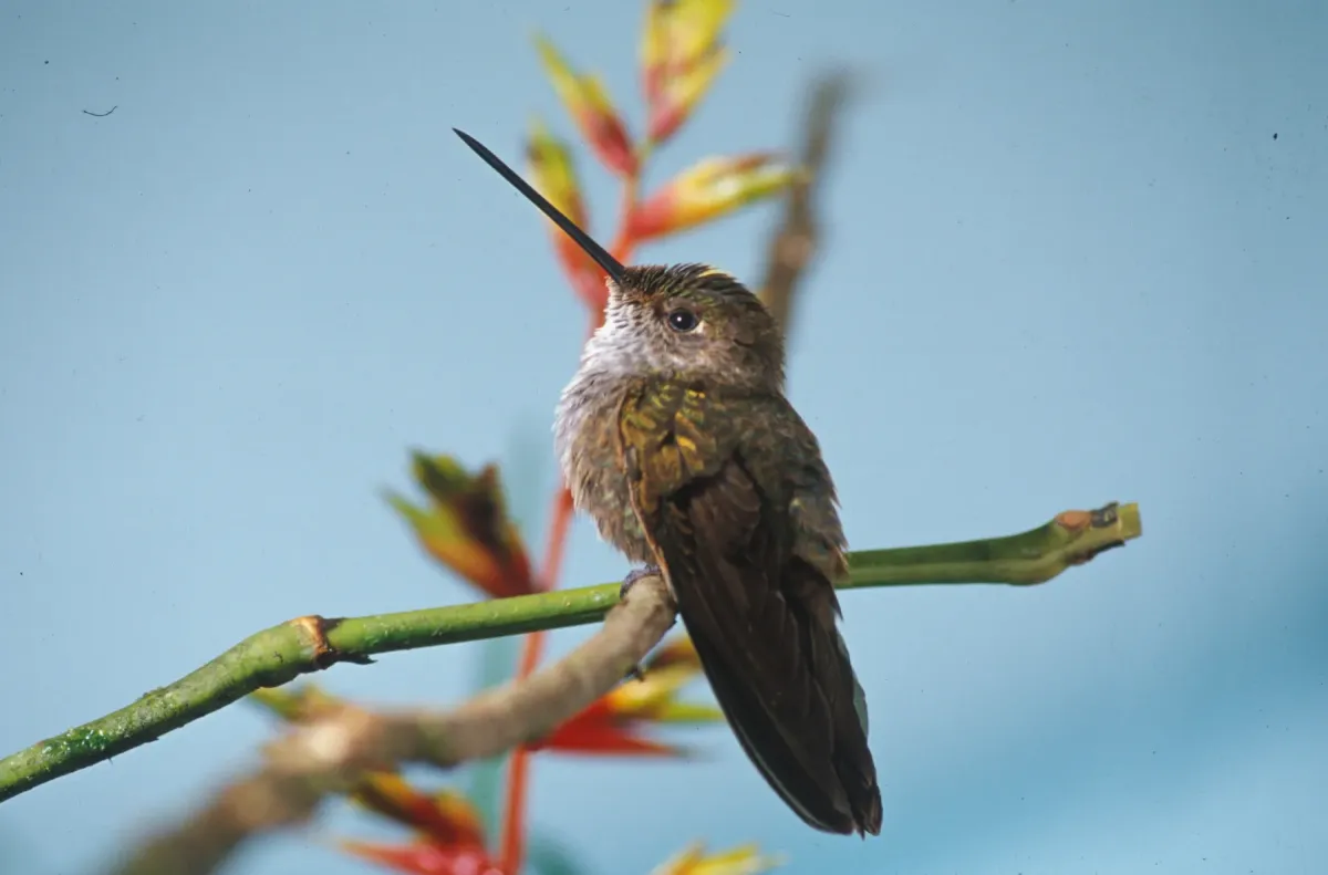 File:Coeligena coeligena -NBII Image Gallery-a00195.jpg