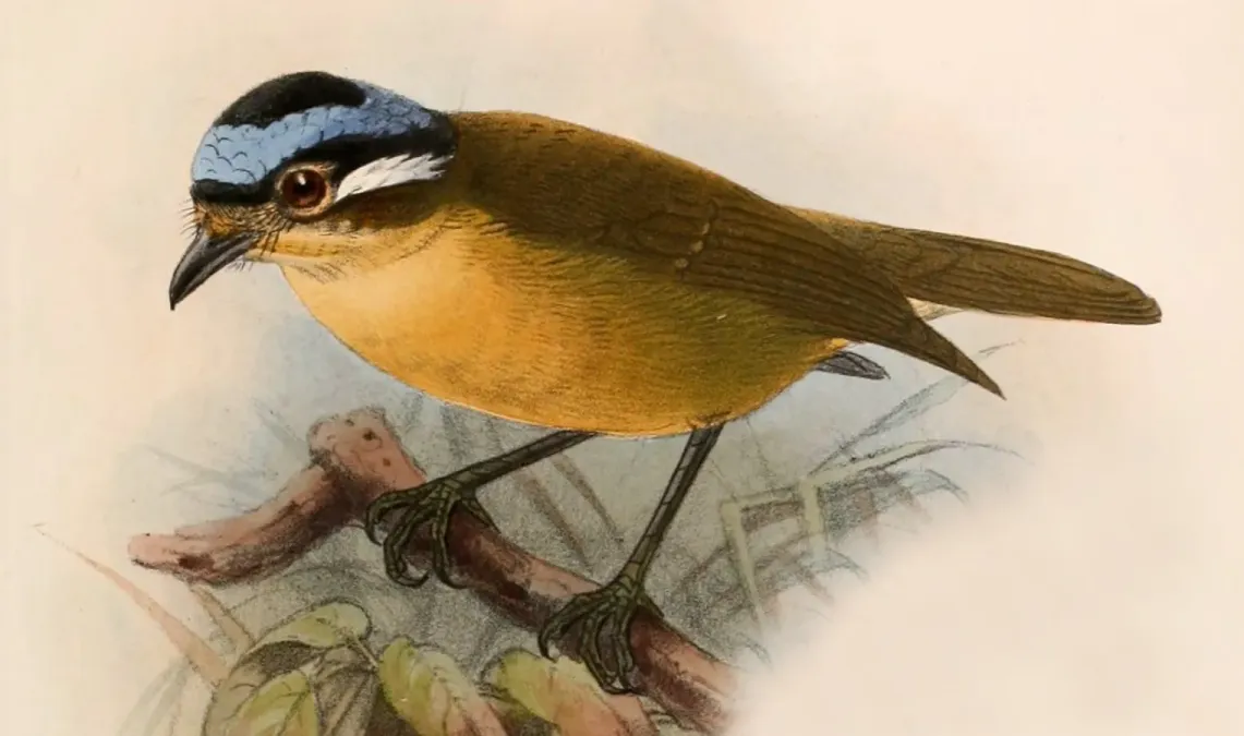File:Ifrita kowaldi 1899 (cropped).jpg