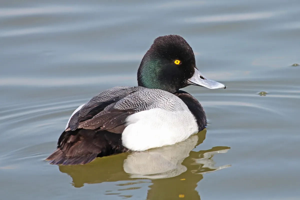 File:Lesser Scaup (male) - Aythya affinis, Oakley Street, Cambridge, Maryland.jpg