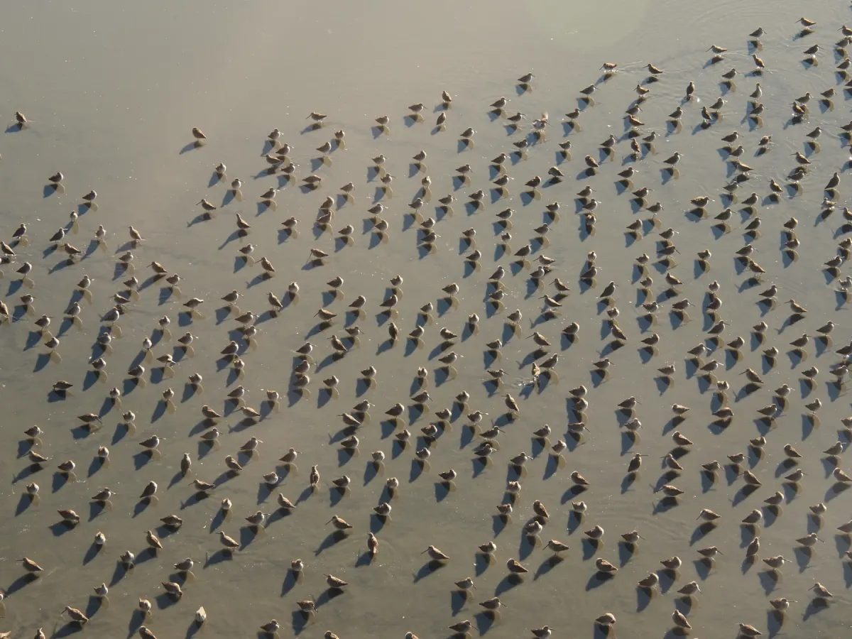 File:Long-billed Dowitchers - Limnodromus scolopaceus, Reifel Sanctuary, Ladner, British Columbia.jpg