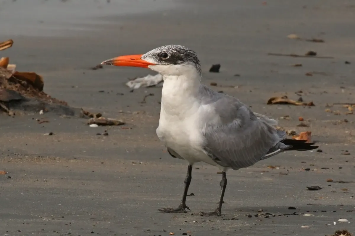File:Caspian tern (Hydroprogne caspia) non-breeding.jpg