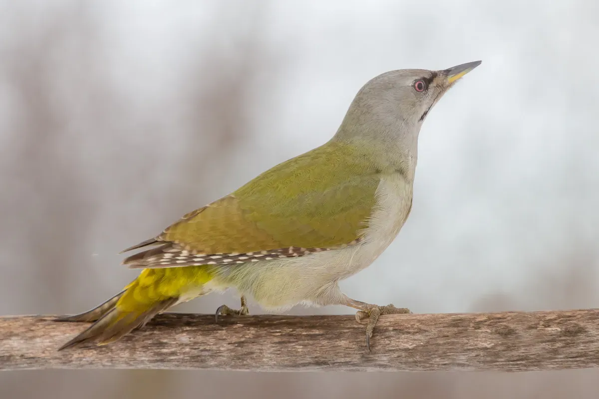 File:Picus canus (Седой дятел).jpg