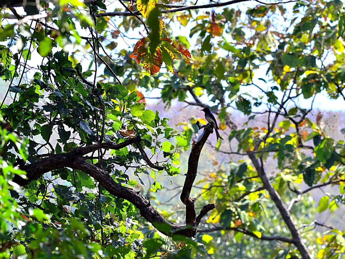 File:White-bellied drongo (Dicrurus caerulescens) CSC 0337.jpg