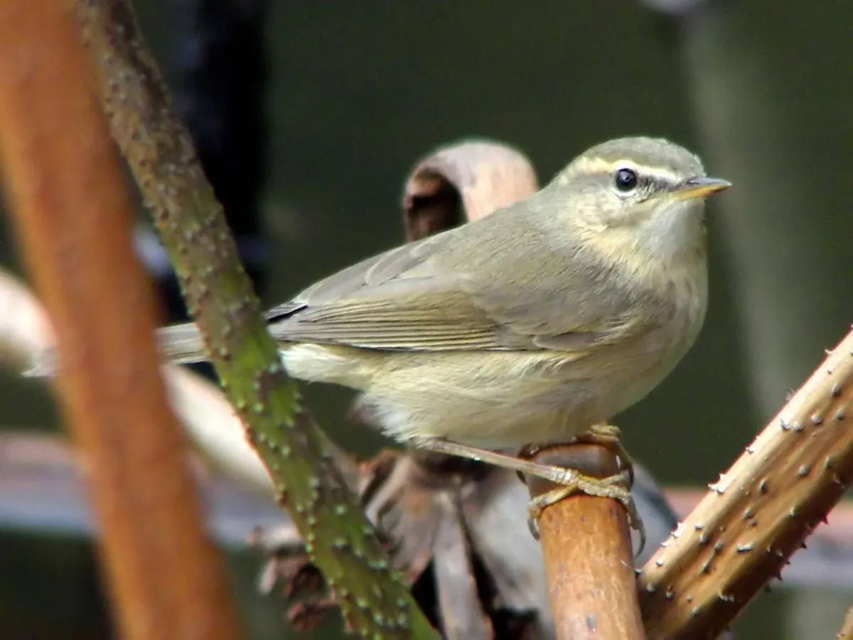 File:Phylloscopus fuscatus.jpg