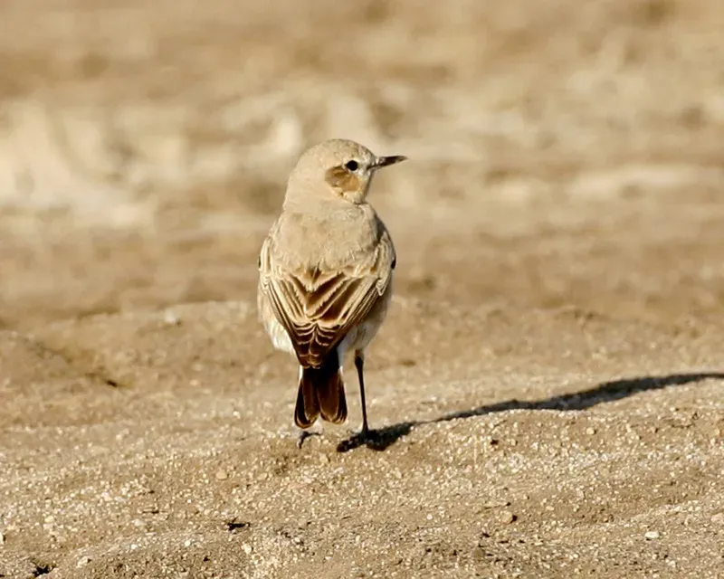File:Isabelline wheatear (Oenanthe isabellina) male, non-breeding.jpg