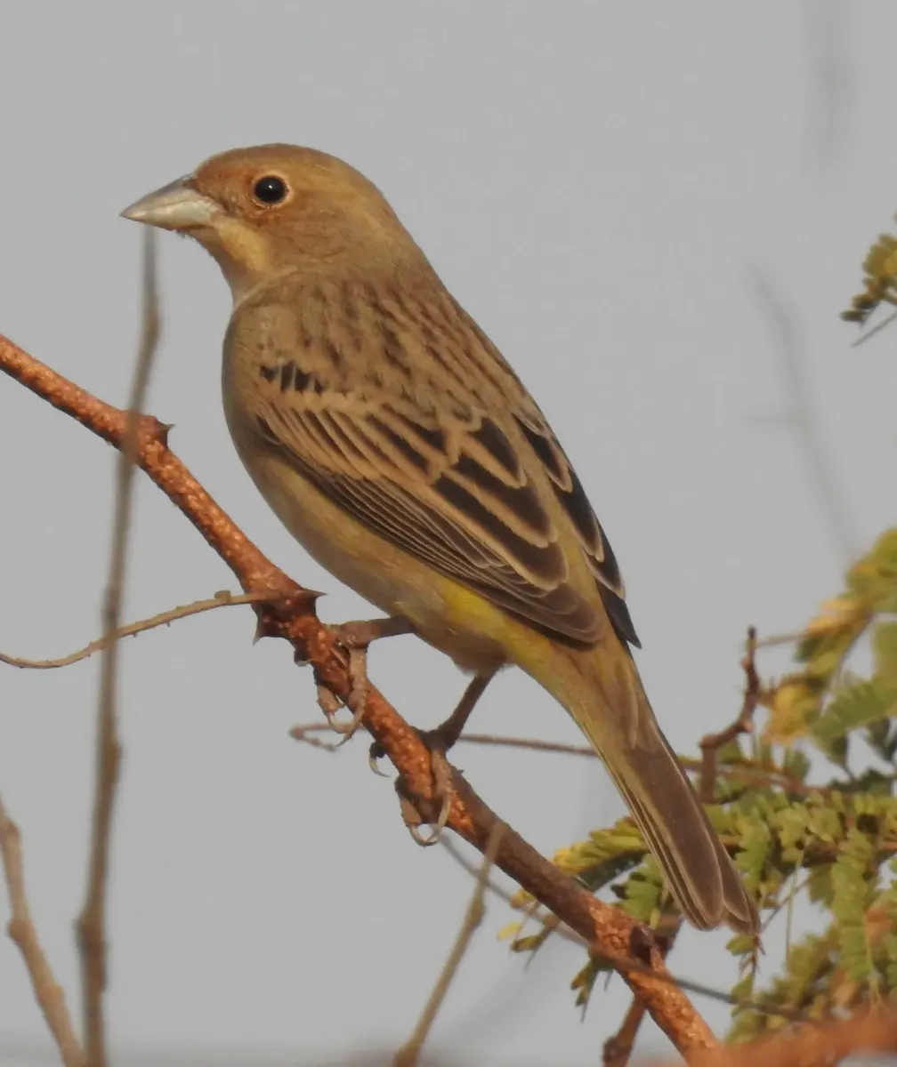 File:Red-headed Bunting Emberiza bruniceps Female by Dr. Raju Kasambe DSCN9058 (175).jpg