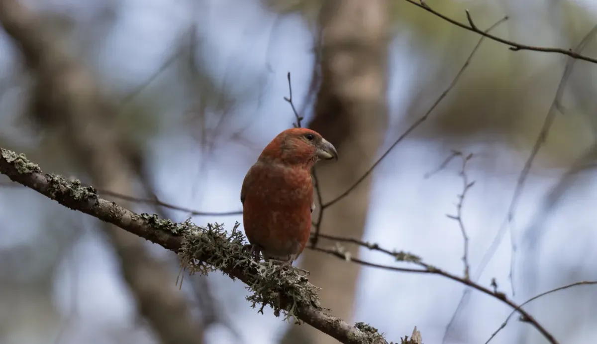 File:Loxia pytyopsittacus.jpg