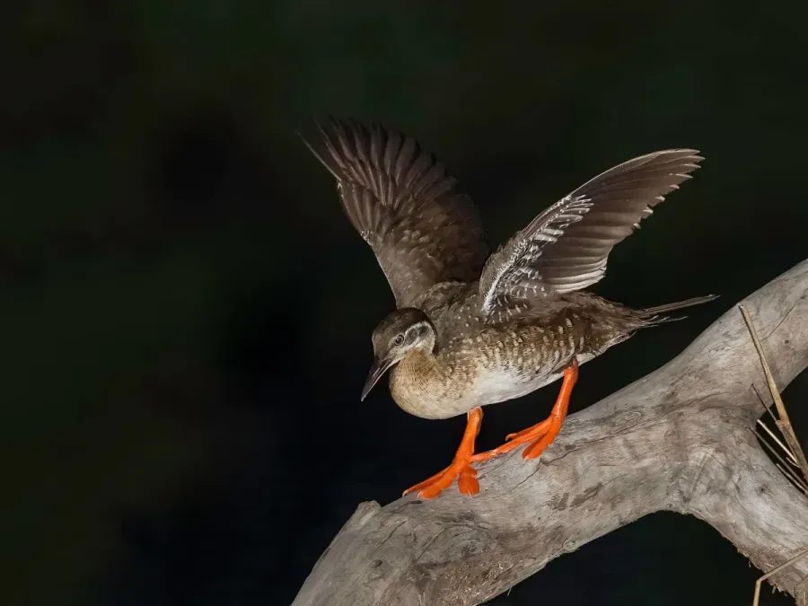 File:Podica senegalensis01.jpg