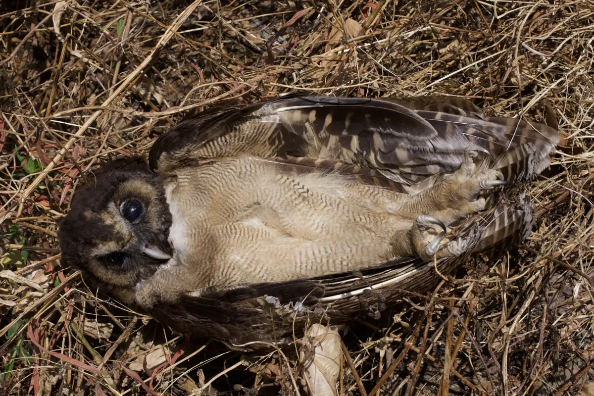 File:Hunting Brown Wood Owl Strix leptogrammica 7761 06.jpg