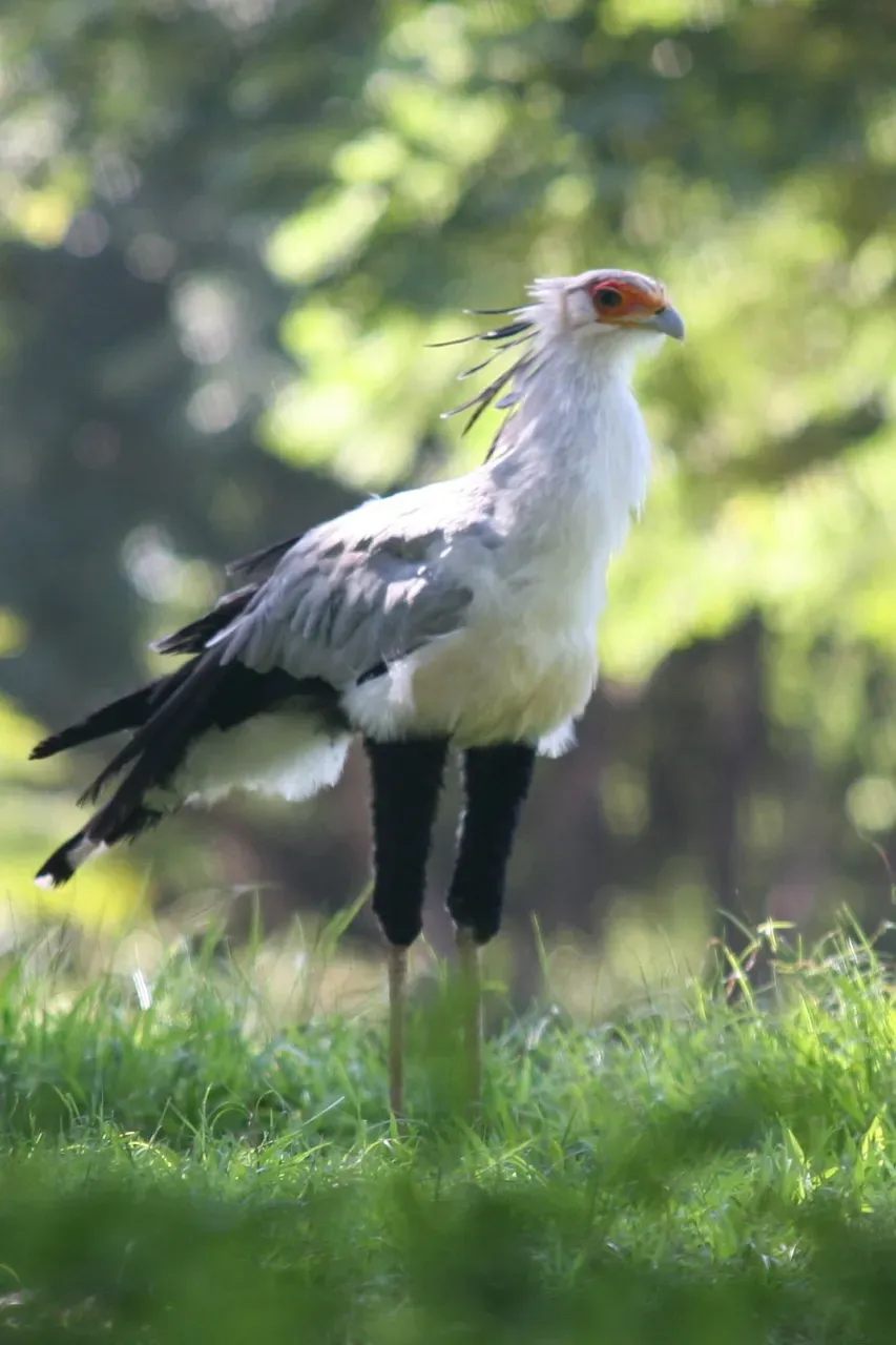 File:Secretary Bird (Sagittarius serpentarius).jpg