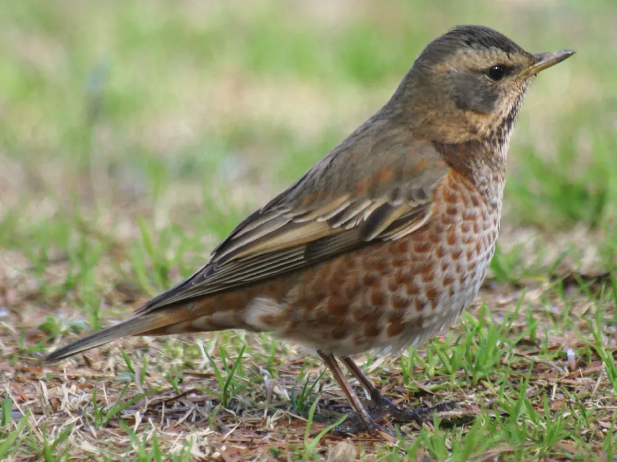 File:Turdus naumanni naumanni.jpg