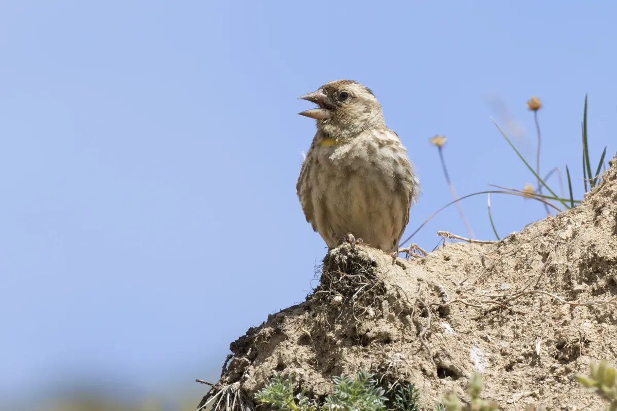 File:Petronia petronia, Giresun 2017-07-07 01-2.jpg