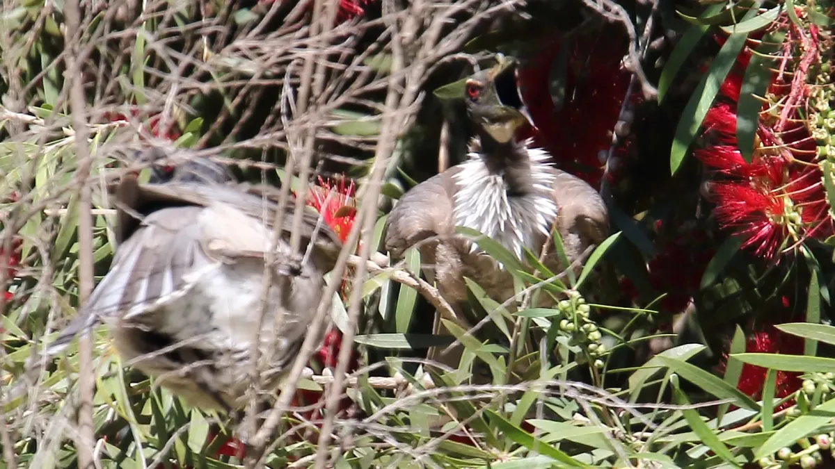File:Noisy Friarbird (Philemon corniculatus) (31301476421).jpg