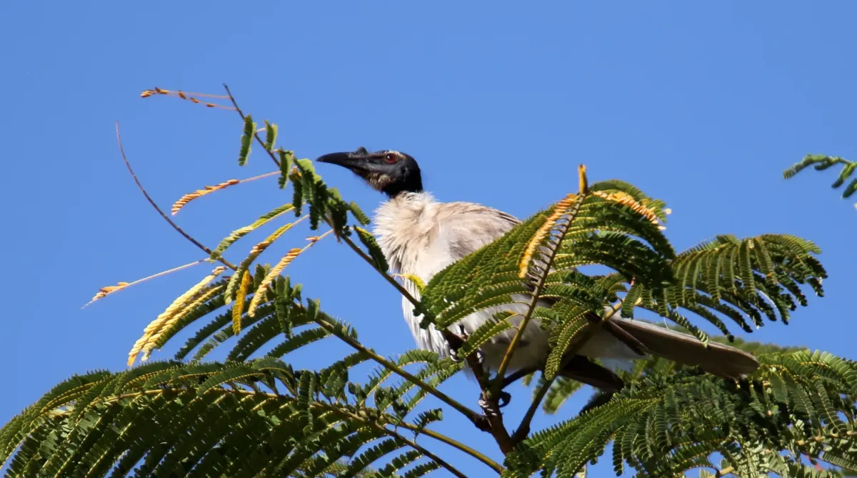 File:Noisy Friarbird (Philemon corniculatus) (30574475244).jpg