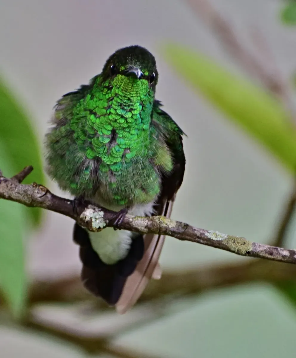 File:Chalybura buffonii (Colibrí de Buffon) (36825997085).jpg