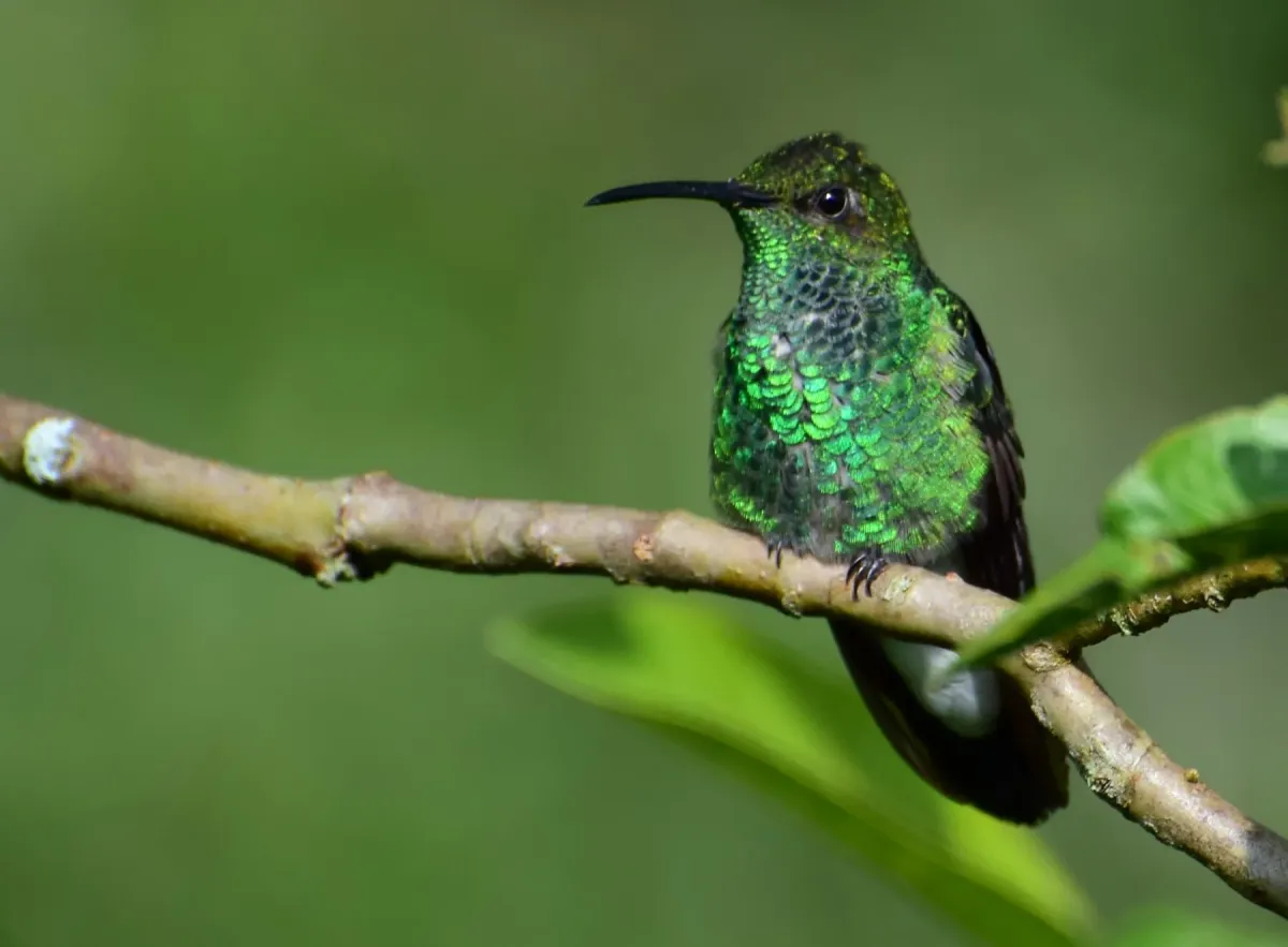 File:Chalybura buffonii (Colibrí de Buffon) (36826036895).jpg
