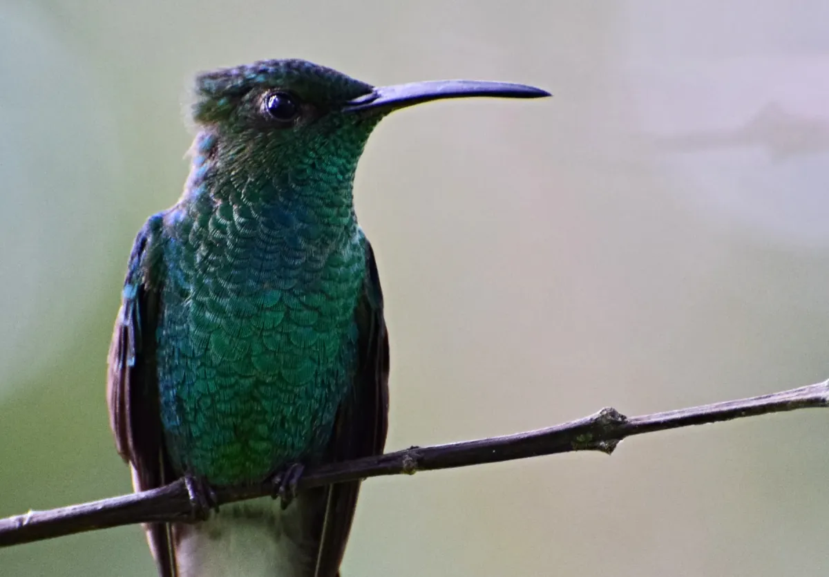 File:Chalybura buffonii (Colibrí de Buffon) (36686304771).jpg