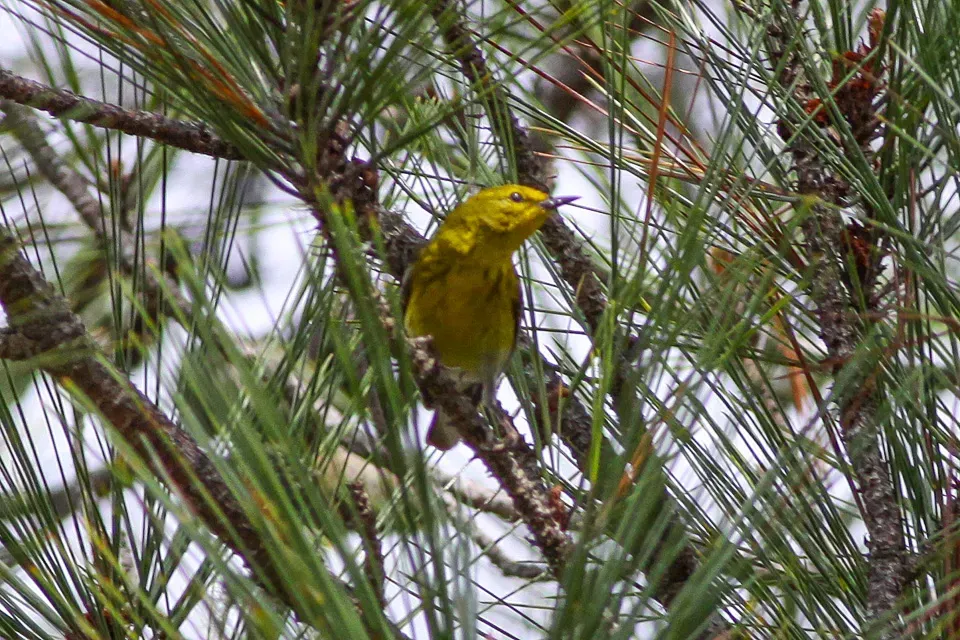 File:Prairie Warbler (Setophaga discolor) (8082786543).jpg
