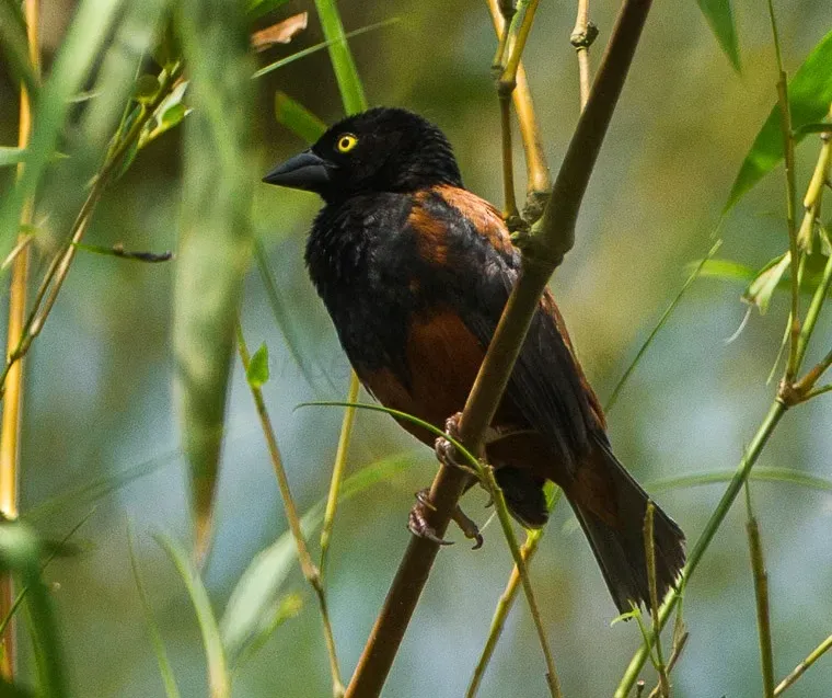 File:Chestnut-and-black Weaver (Ploceus castaneofuscus) - Kakum - Ghana 14 S4E1561, crop.jpg