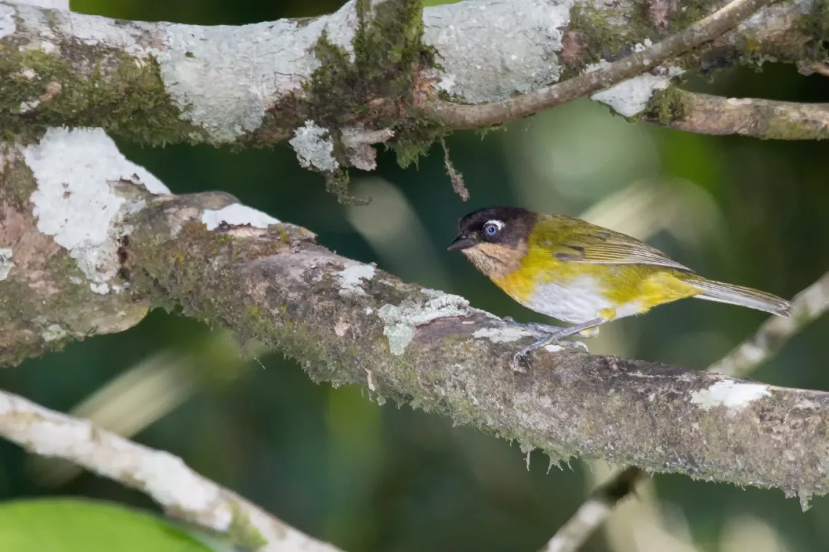 File:Common Bush-Tanager - Tangara Lı́der (Chlorospingus flavopectus falconensis) (25265613005).jpg