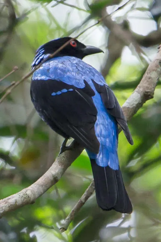 File:Asian Fairy-bluebird (Irena puella) (cropped).jpg