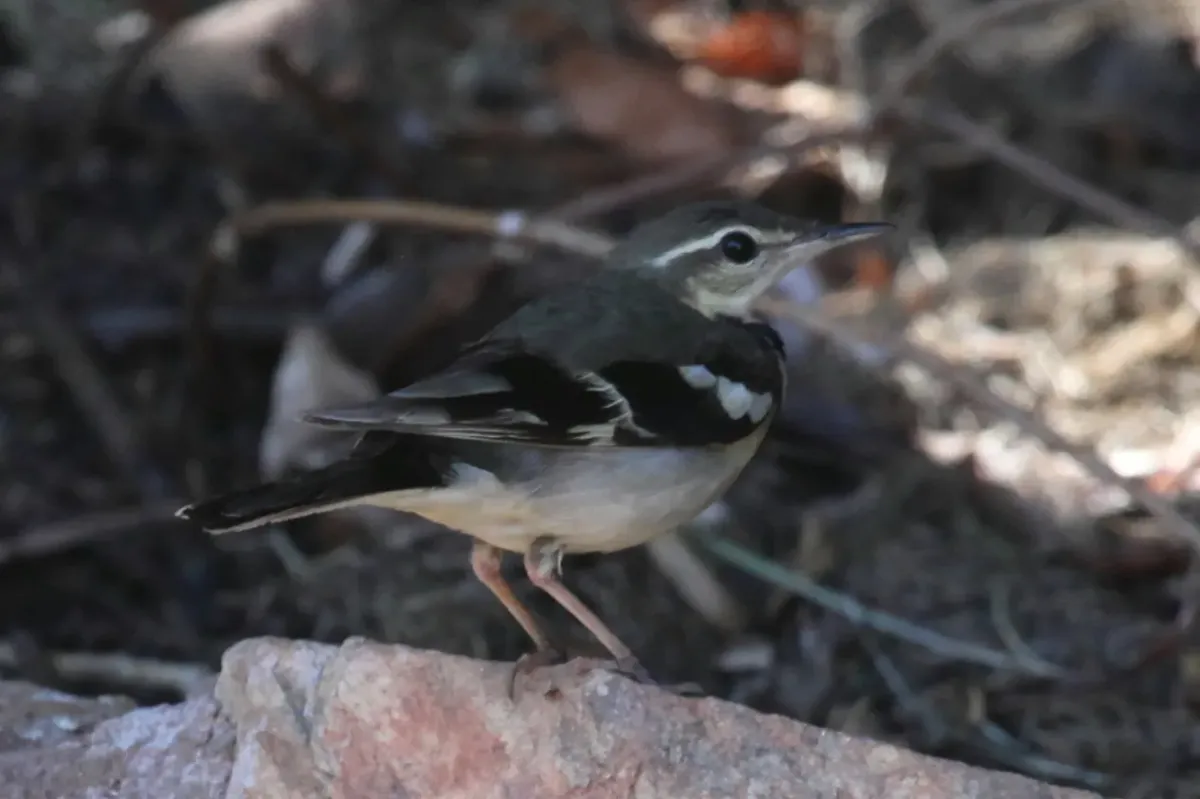 File:Dendronanthus indicus 18 - Christopher Watson (cropped).jpg