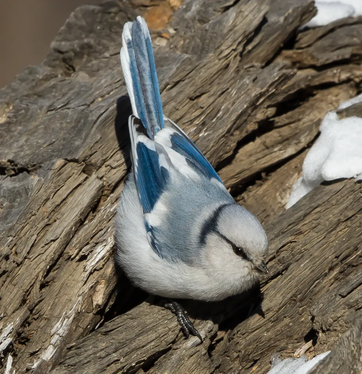 File:Azure Tit - Cyanistes cyanus.jpg