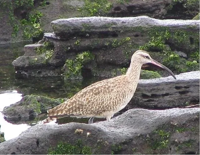 File:Numenius phaeopus hudsonicus 0zz.jpg