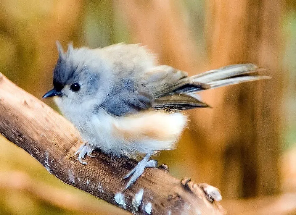 File:Baeolophus bicolor 5zz.jpg