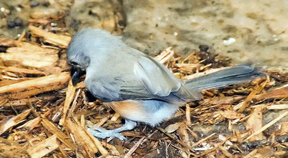 File:Baeolophus bicolor 9zz.jpg