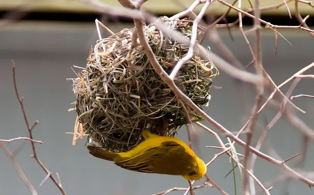 File:Ploceus castaneiceps 5zz.jpg