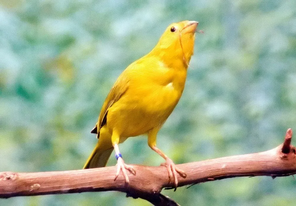 File:Ploceus castaneiceps 18zz.jpg