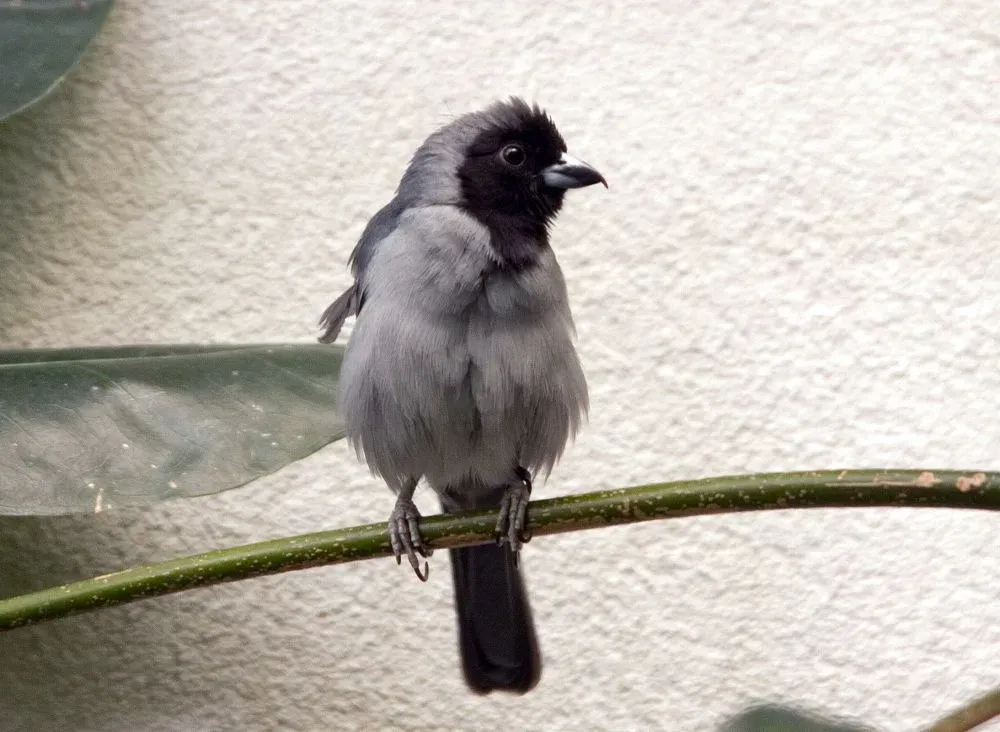 File:Schistochlamys melanopis 3zz.jpg