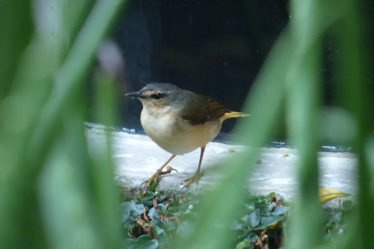 File:Myiothlypis fulvicauda (Arañero ribereño) - Flickr - Alejandro Bayer (1).jpg
