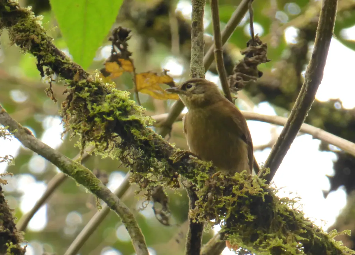 File:Anabacerthia striaticollis (Hojarasquero montañero) - Flickr - Alejandro Bayer.jpg