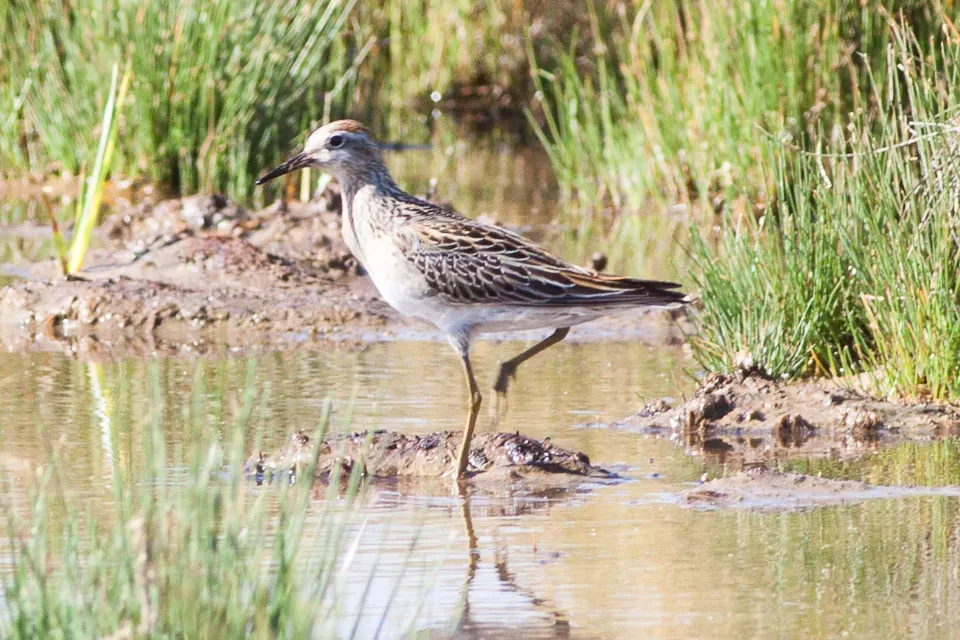 File:Sharp-tailed Sandpiper (Calidris acuminata) (8079596761).jpg