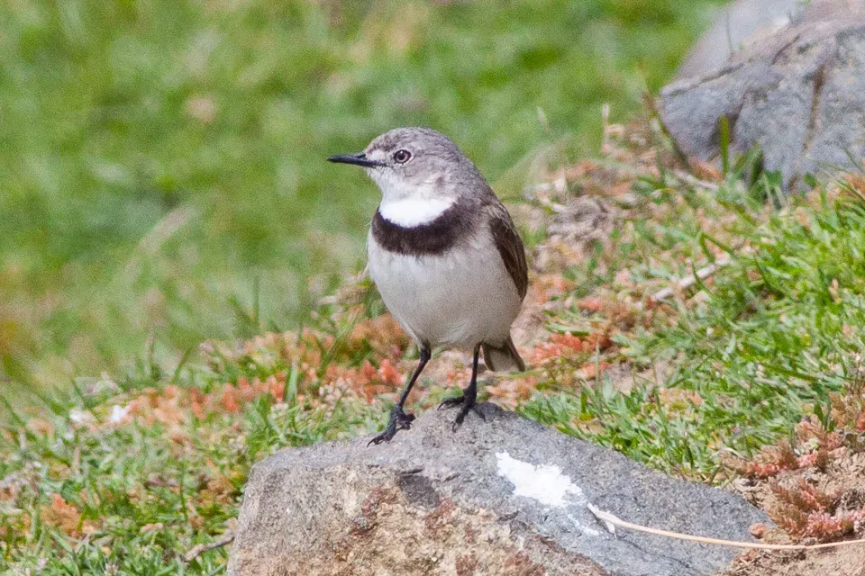 File:White-fronted Chat (Epthianura albifrons) (8079673737).jpg
