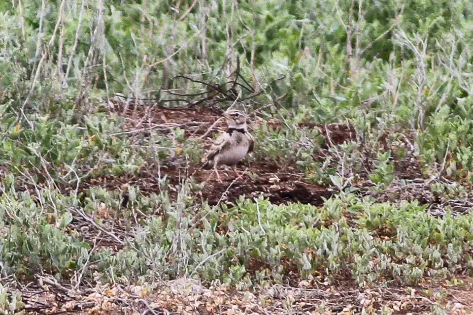 File:Bimaculated Lark (Melanocorypha bimaculata) (8079431487).jpg