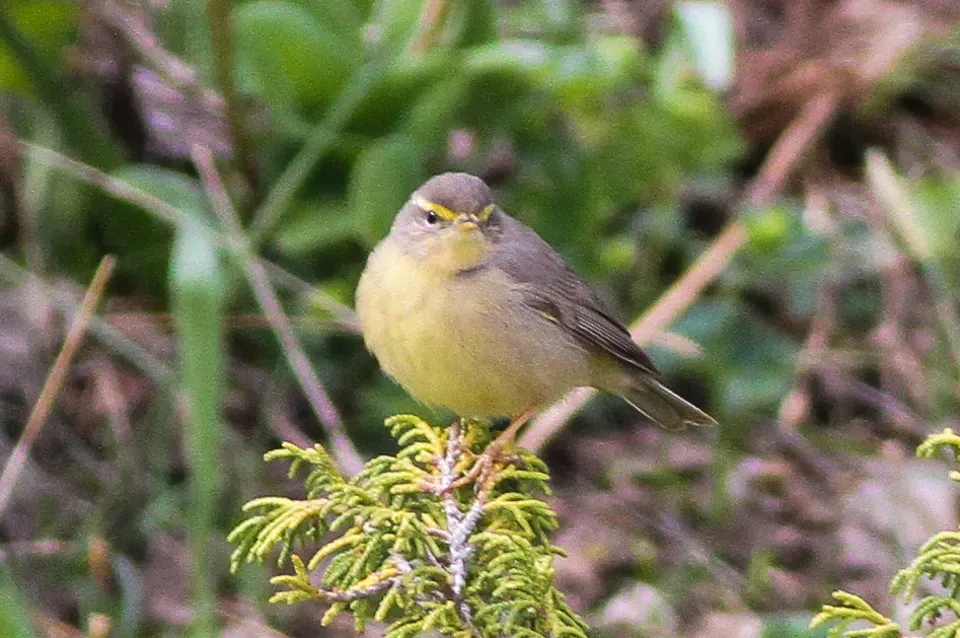 File:Sulphur-bellied Warbler (Phylloscopus griseolus) (8079441441).jpg