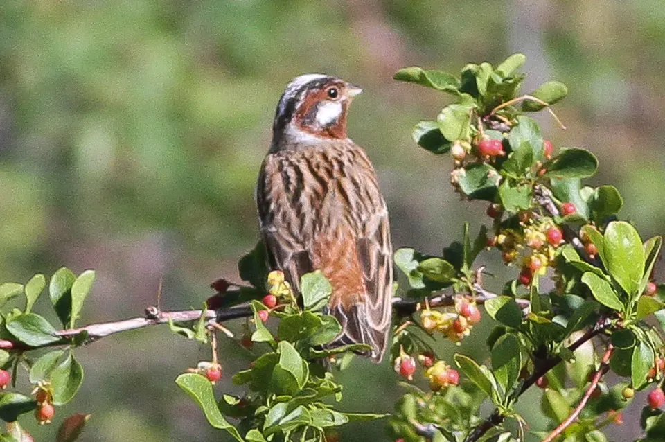 File:Pine Bunting (Emberiza leucocephalos) (8079415984).jpg