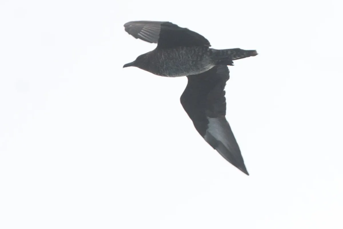 File:Pomarine Skua (Stercorarius pomarinus) (5802657009).jpg