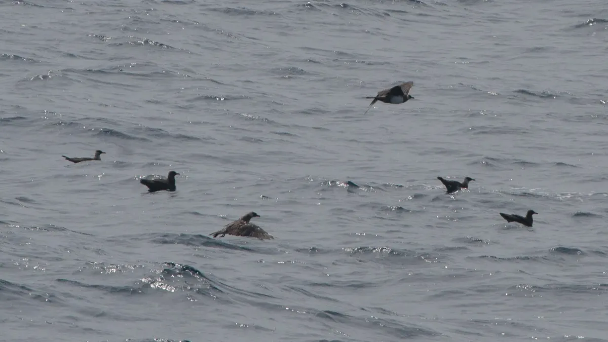 File:Pomarine Skua (Stercorarius pomarinus) (5802650625).jpg