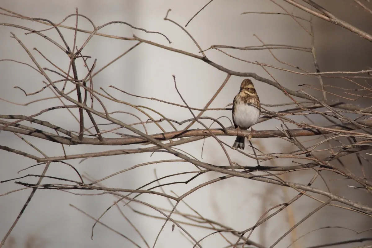 File:Rustic bunting (Emberiza rustica) (32317033461).jpg