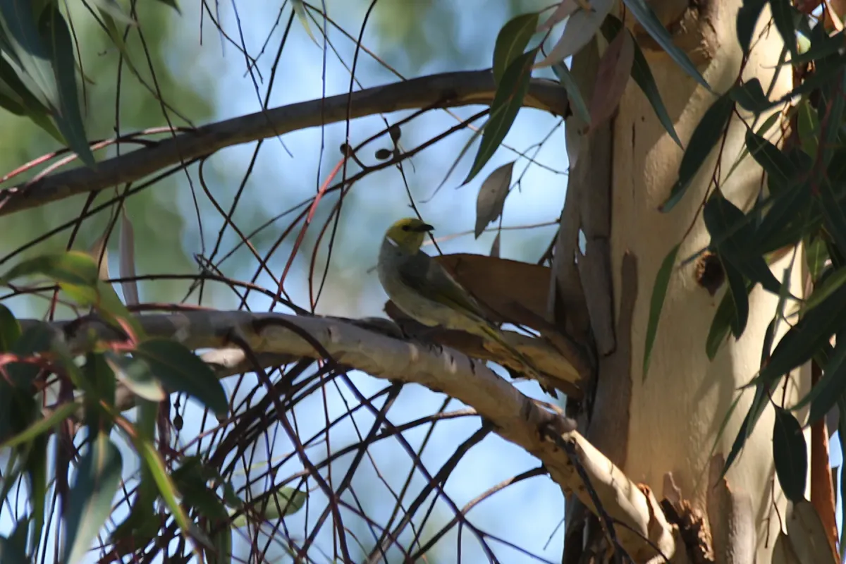 File:Ptilotula penicillata (31877747033).jpg